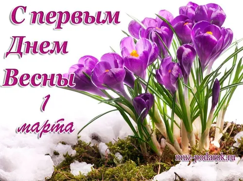 С Первым Днем Весны Картинки крупный план фиолетовых цветов