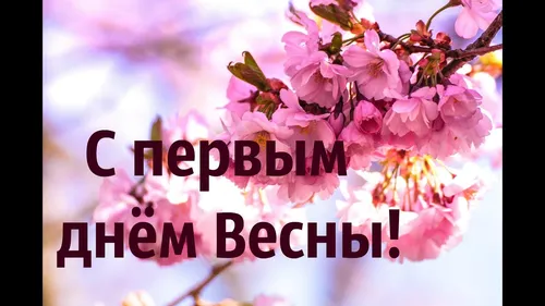 С Первым Днем Весны Картинки крупный план ветки дерева с розовыми цветами
