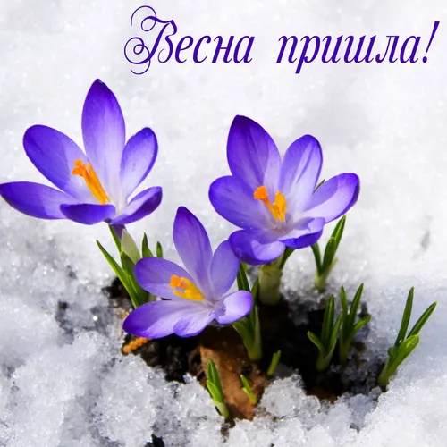 С Первым Днем Весны Картинки фиолетовые цветы на растении