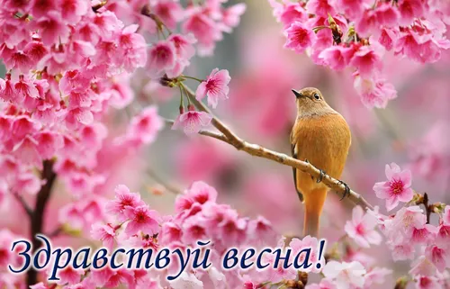 С Первым Днем Весны Картинки птица на ветке с розовыми цветами
