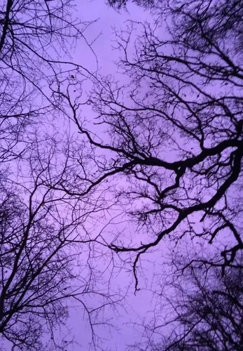 Эстетика Картинки дерево с фиолетовыми листьями