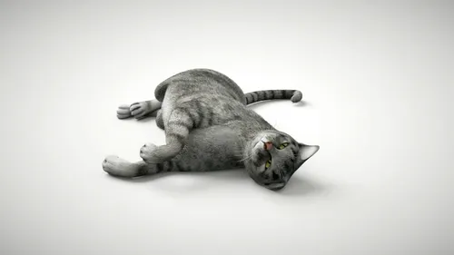Кошки Картинки кошка, лежащая на спине