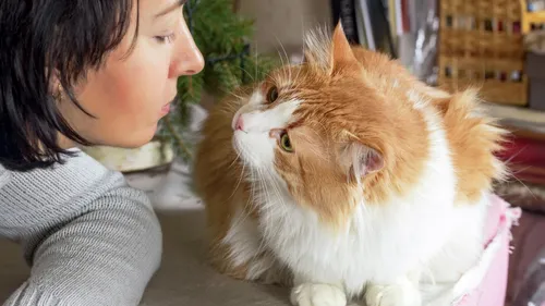 Кошки Картинки человек целует кошку
