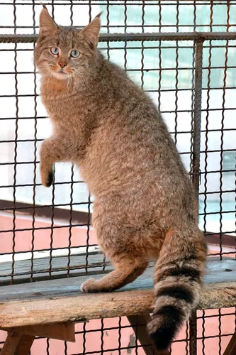 Кошки Картинки кошка, сидящая на заборе