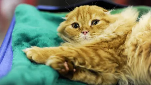 Кошки Картинки кошка, лежащая на одеяле