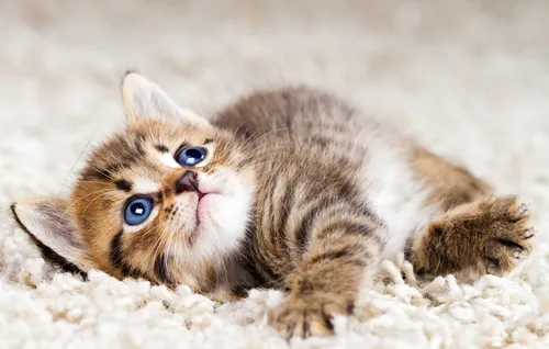 Кошки Картинки котенок, лежащий на земле