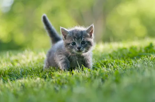Кошки Картинки котенок гуляет по траве
