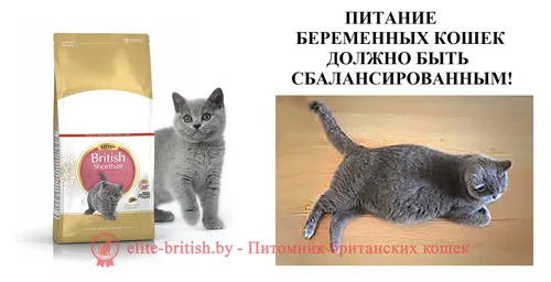 Кошки Картинки кот и кот