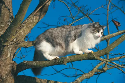Кошки Картинки кошка сидит на ветке дерева