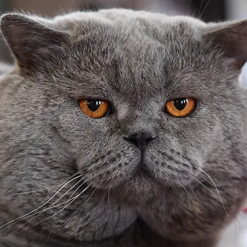 Кошки Картинки серый кот с оранжевыми глазами