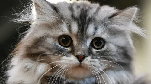 Кошки Картинки кошка с человеческим лицом