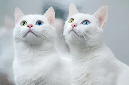 Кошки Картинки пара белых кошек