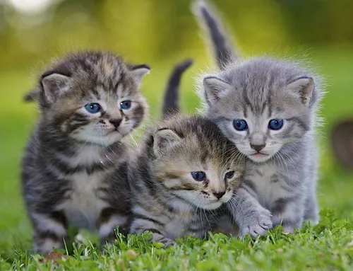 Кошки Картинки группа котят на траве