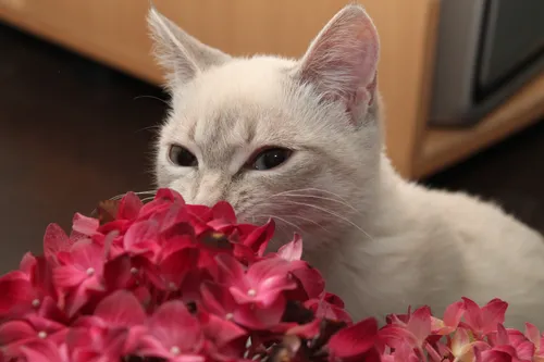 Кошки Картинки кошка с лапой на цветке
