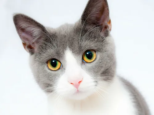 Кошки Картинки кошка с зелеными глазами
