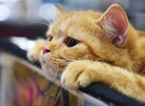 Кошки Картинки кошка с лапой на лице