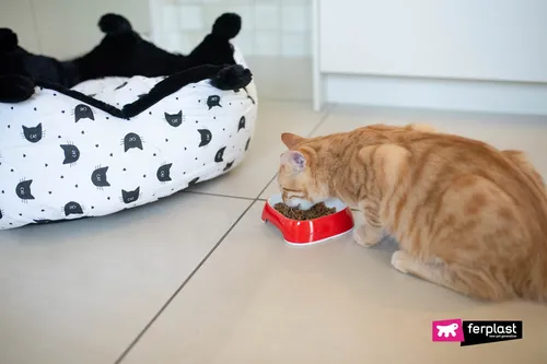 Кошки Картинки кошка ест из миски