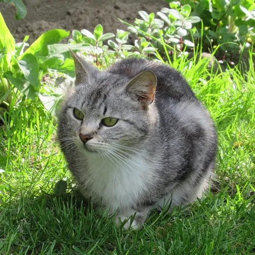Кошки Картинки кошка сидит в траве