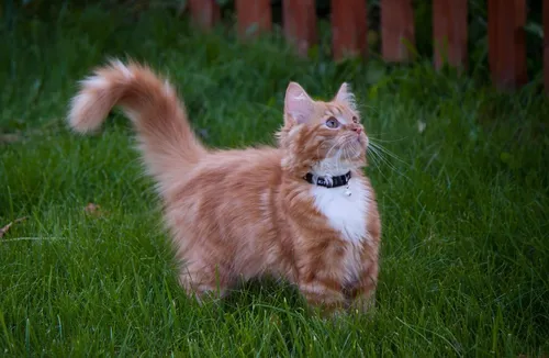 Кошки Картинки кошка бежит по траве