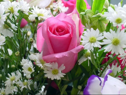 Цветы Фото розовая роза в окружении белых цветов