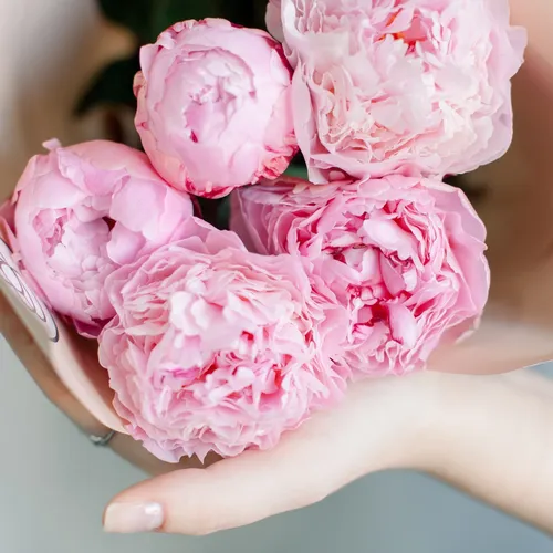 Цветы Фото рука с розовым цветком
