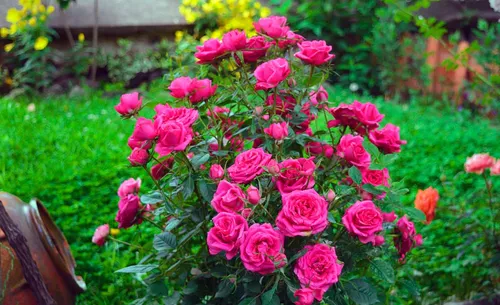 Красивые Цветы Картинки группа розовых цветов