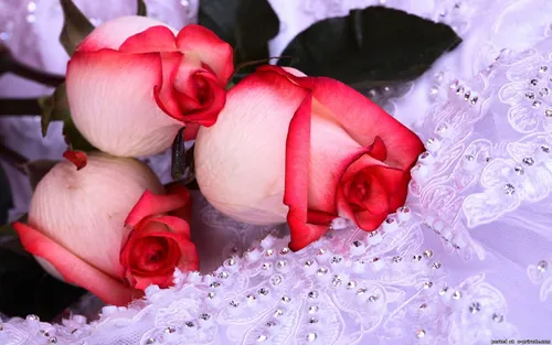 Красивые Цветы Картинки группа роз