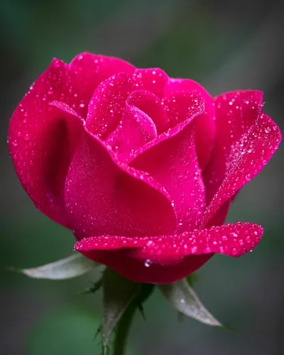 Красивые Цветы Картинки роза крупным планом