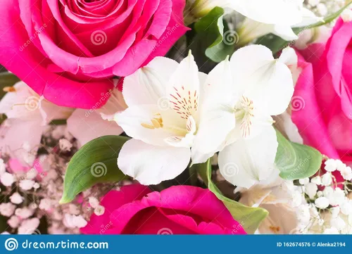 Красивые Цветы Картинки зеленая лягушка на розовом цветке