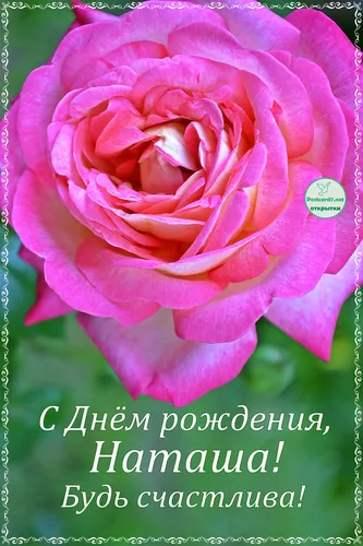 Наташа С Днем Рождения Картинки розовая роза с белым текстом