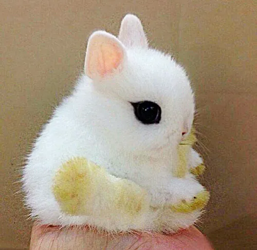 Няшные Картинки белый кролик с черными глазами
