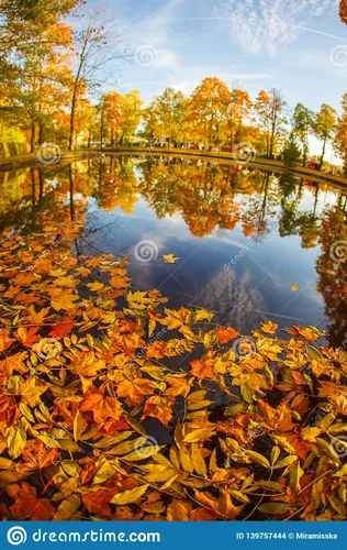 Осенние Картинки водоем, окруженный деревьями