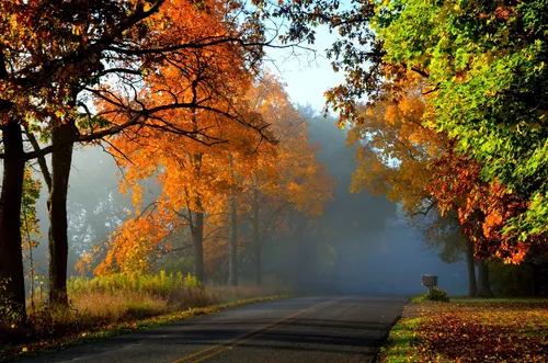 Осенние Картинки дорога с деревьями по обе стороны