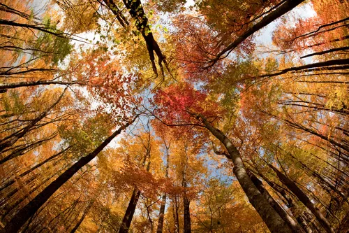 Осенние Картинки глядя на деревья с желтыми листьями