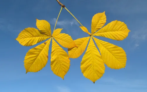Осенние Картинки группа желтых листьев