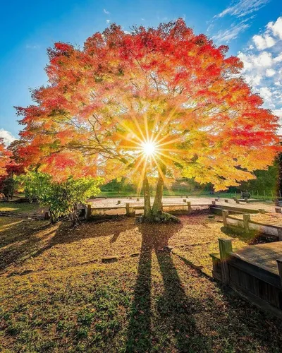 Осенние Картинки дерево с оранжевыми листьями