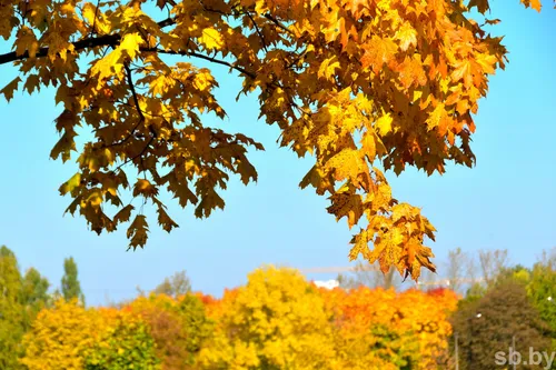 Осенние Картинки дерево с желтыми листьями
