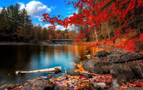 Осенние Картинки река с деревьями вокруг нее