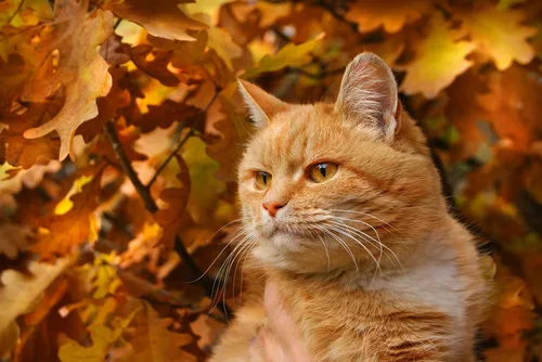 Осенние Картинки кошка, сидящая в куче листьев