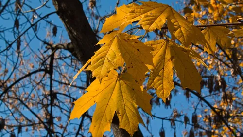 Осенние Картинки желтые листья на дереве