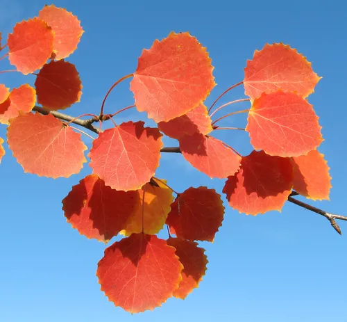 Осенние Картинки группа красных листьев