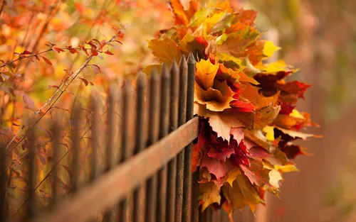 Осенние Картинки дерево с осенними листьями