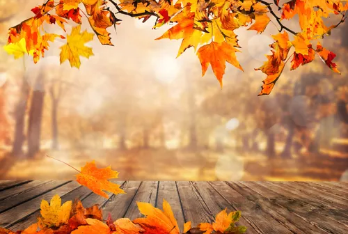 Осенние Картинки группа листьев на дереве