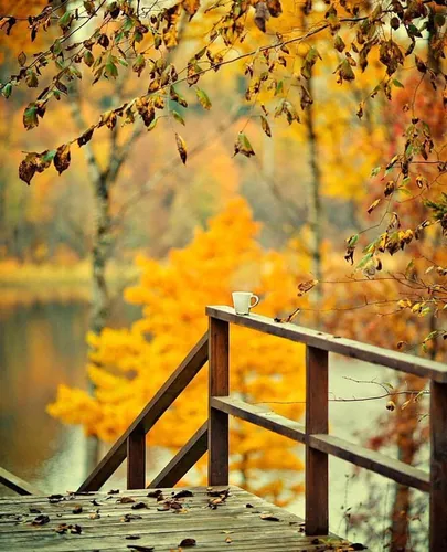 Осенний Солнечный Доброе Утро Картинки деревянный мост с чашкой на нем и деревьями вокруг него