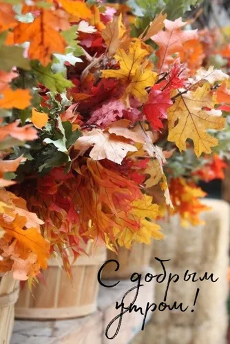 Осенний Солнечный Доброе Утро Картинки группа разноцветных листьев