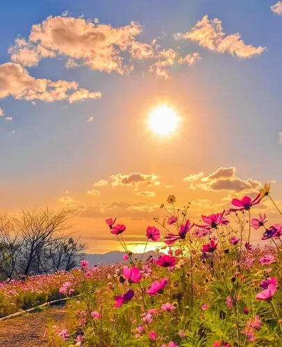 Осенний Солнечный Доброе Утро Картинки поле цветов с солнцем на заднем плане