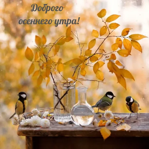 Осенний Солнечный Доброе Утро Картинки птицы на столе