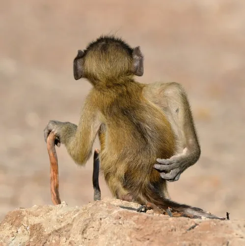 Смешные Фото обезьянка с обезьянкой