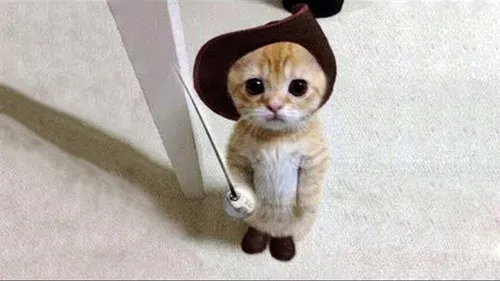 Смешные Фото кошка в шляпе