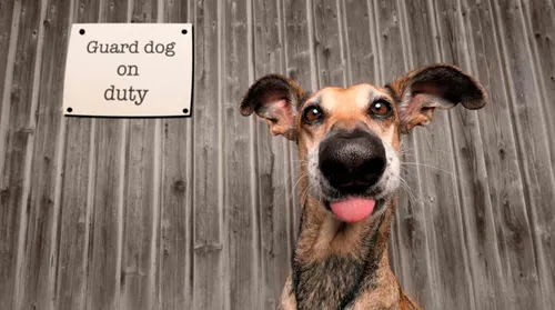 Смешные Фото собака с высунутым языком